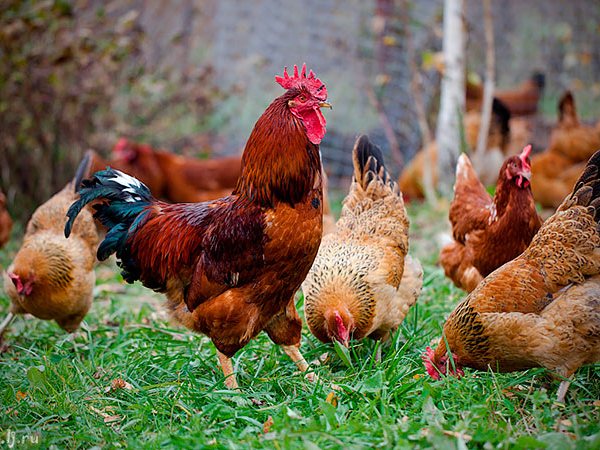 Породы куриц | ЗооТом - продажа, вязка и услуги для животных в Каневской