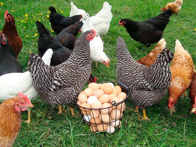 Содержание кур и уход за ними | ЗооТом - продажа, вязка и услуги для животных в Каневской