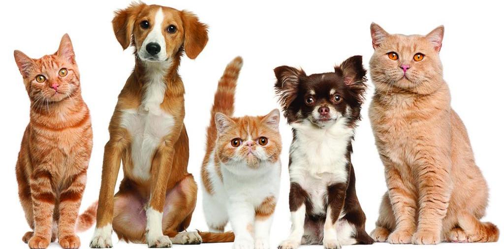 Доска объявлений о животных | ЗооТом - продажа, вязка и услуги для животных в Каневской