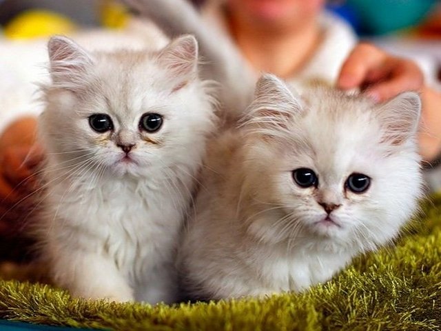 Породы кошек в Каневской | ЗооТом портал о животных