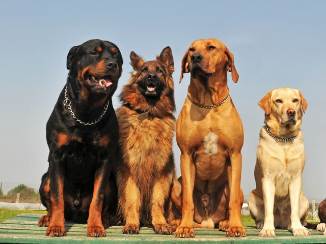 Крупные породы собак в Каневской | ЗооТом портал о животных