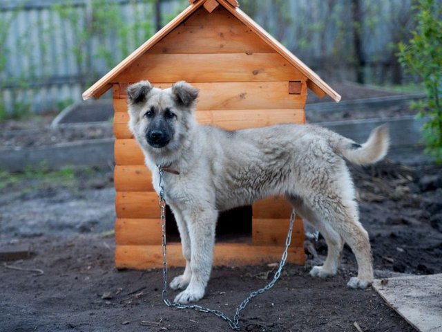Все о собаках в Каневской Все о собаках в Каневской